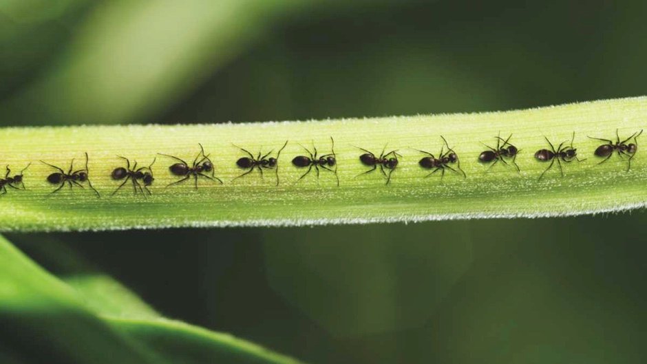 How to Get Rid of Ants Permanently ants on kitchen counter